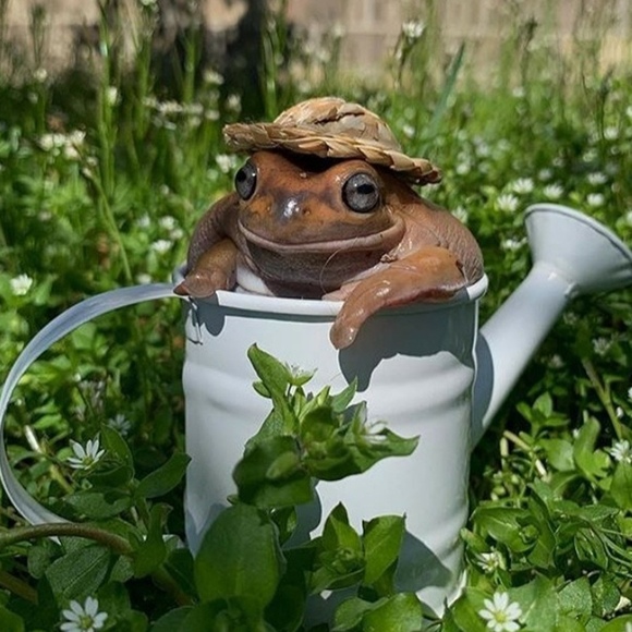 froggiesam